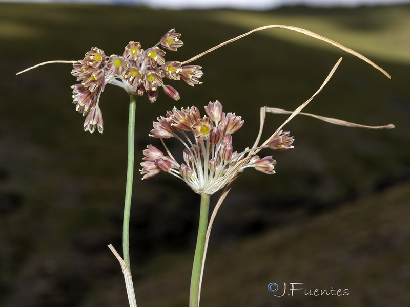 Allium valdesianum.02