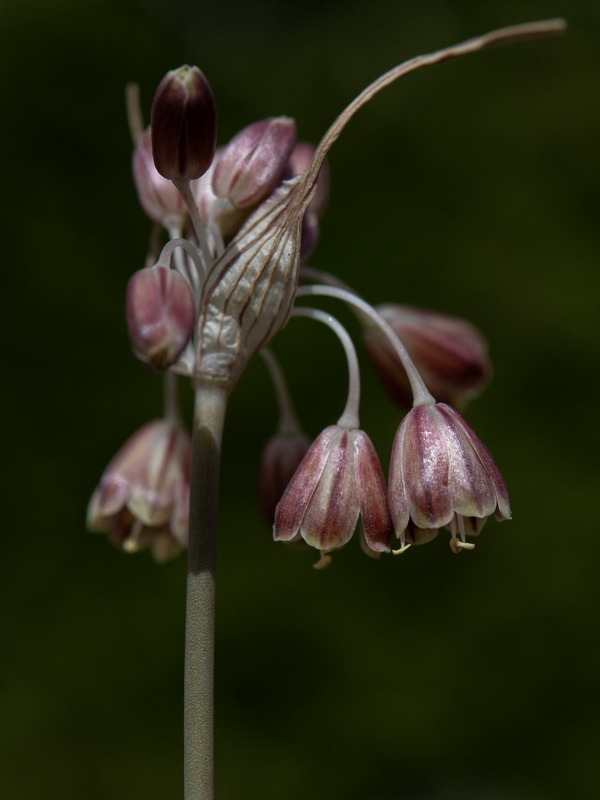 Allium paniculatum paniculatum.08