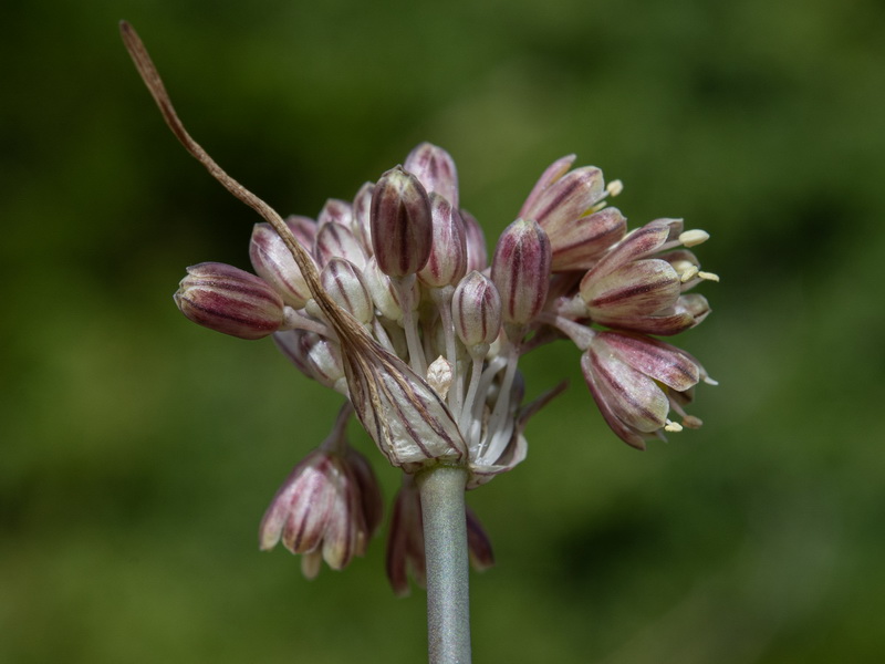 Allium paniculatum paniculatum.12