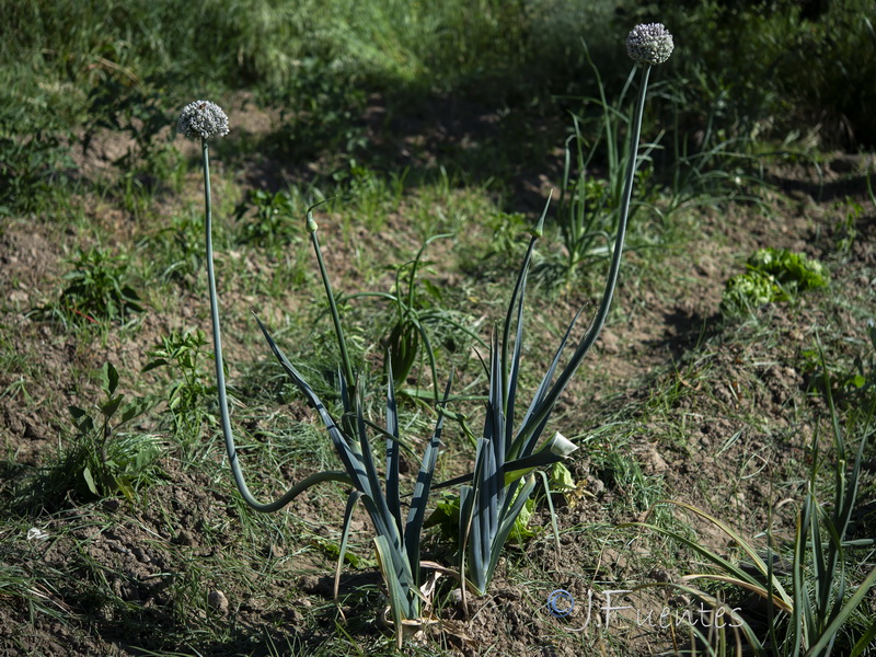 Allium porrum.01