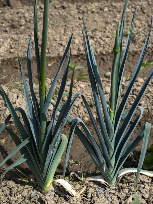 Allium porrum.02
