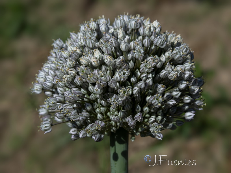 Allium porrum.03