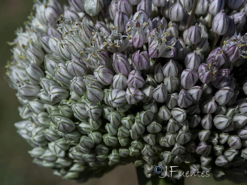 Allium porrum.04