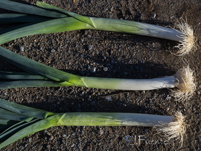 Allium porrum.05