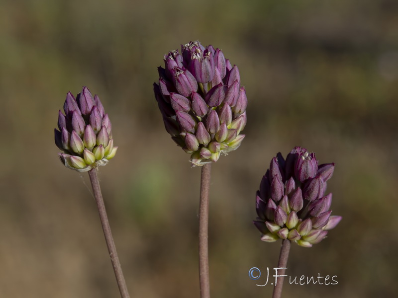 Allium pruinatum02