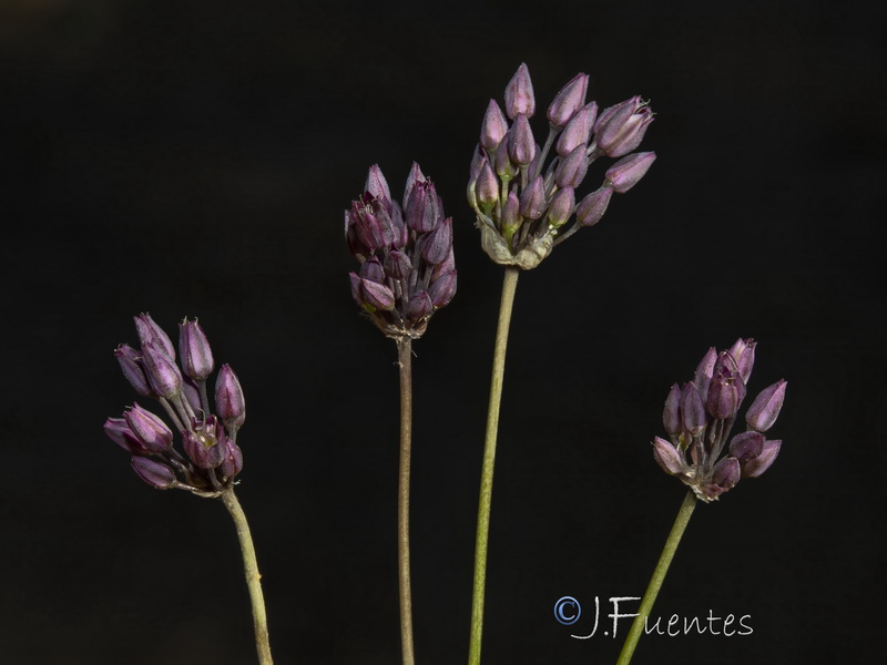Allium pruinatum04