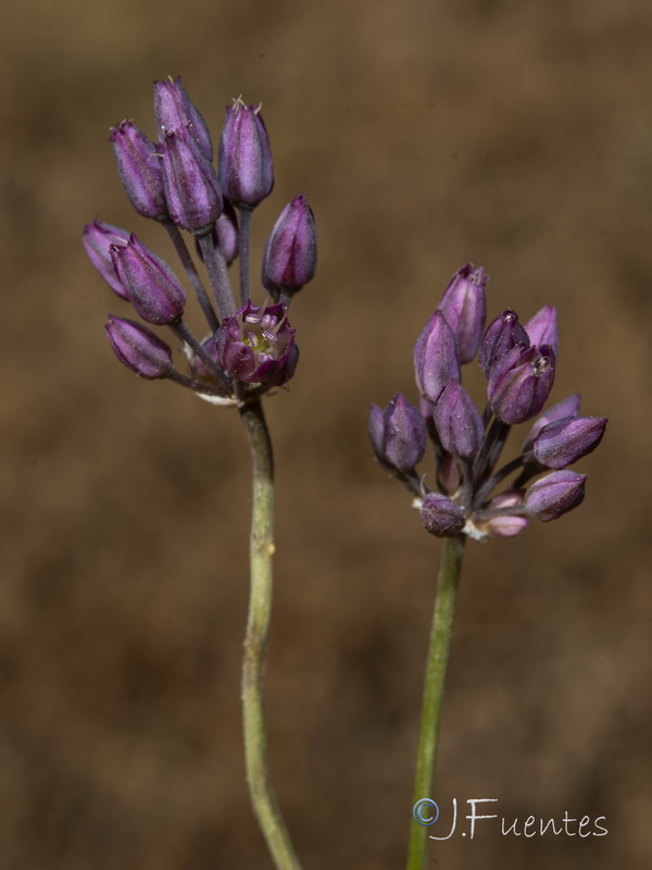 Allium pruinatum05
