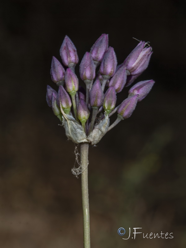 Allium pruinatum06