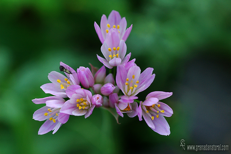 Allium roseum