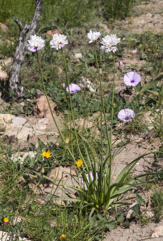 Allium roseum.01