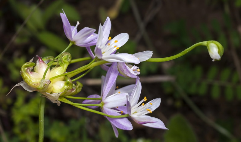Allium roseum.08