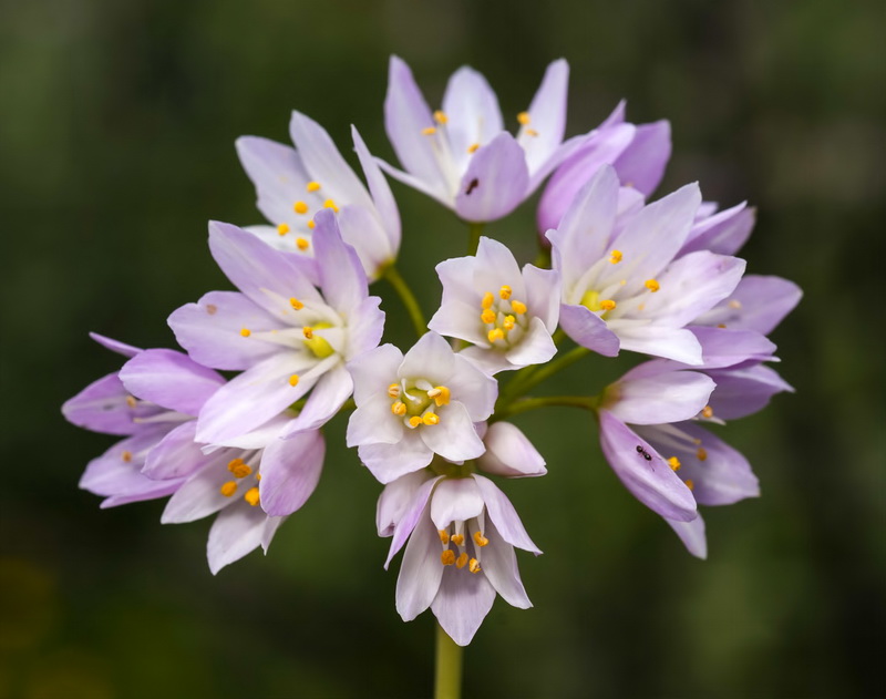 Allium roseum.13