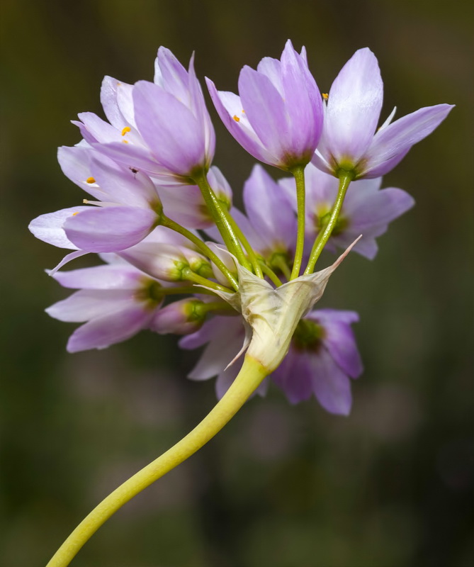 Allium roseum.15