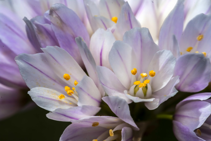 Allium roseum.20