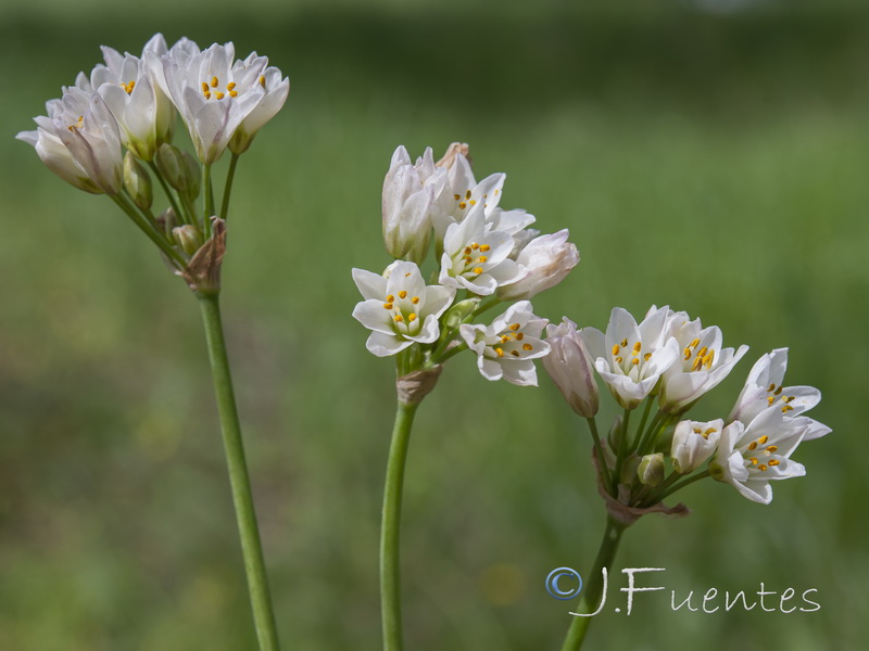 Allium roseum.26