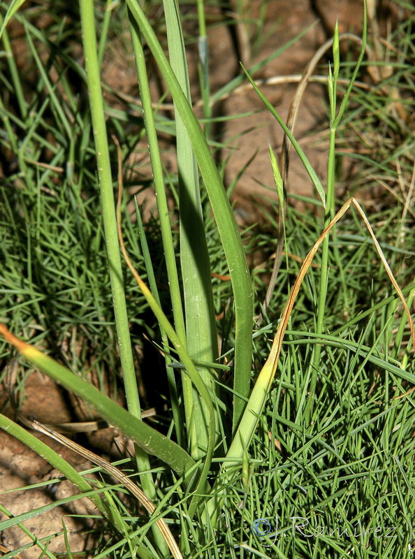 Allium roseum.30