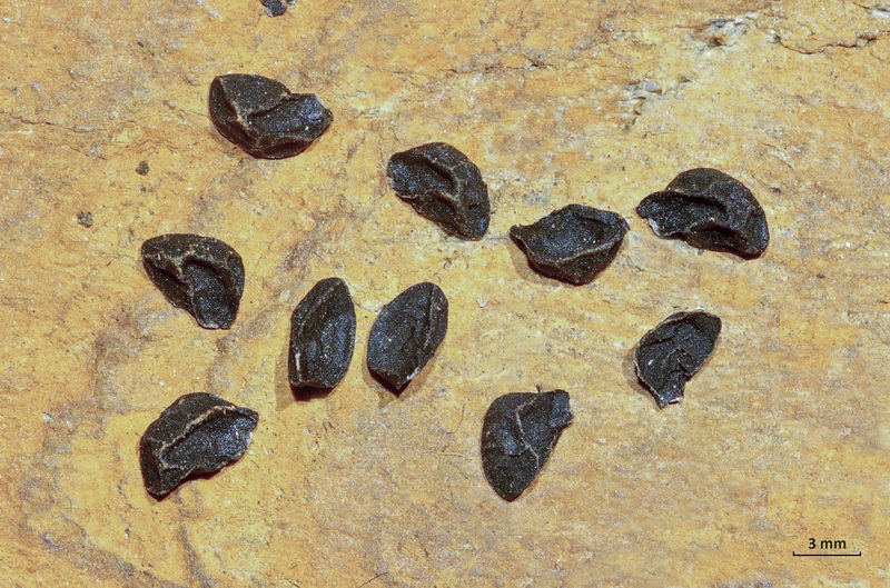 Allium roseum.34