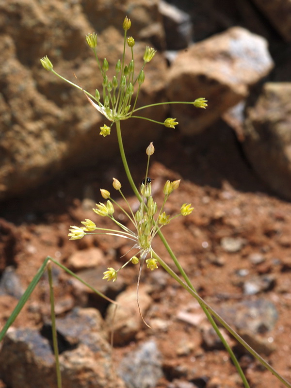 Allium rouryi.03
