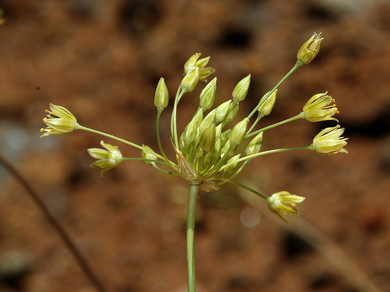 Allium rouryi.07