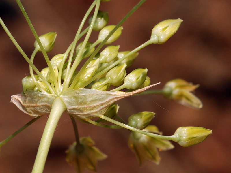 Allium rouryi.12