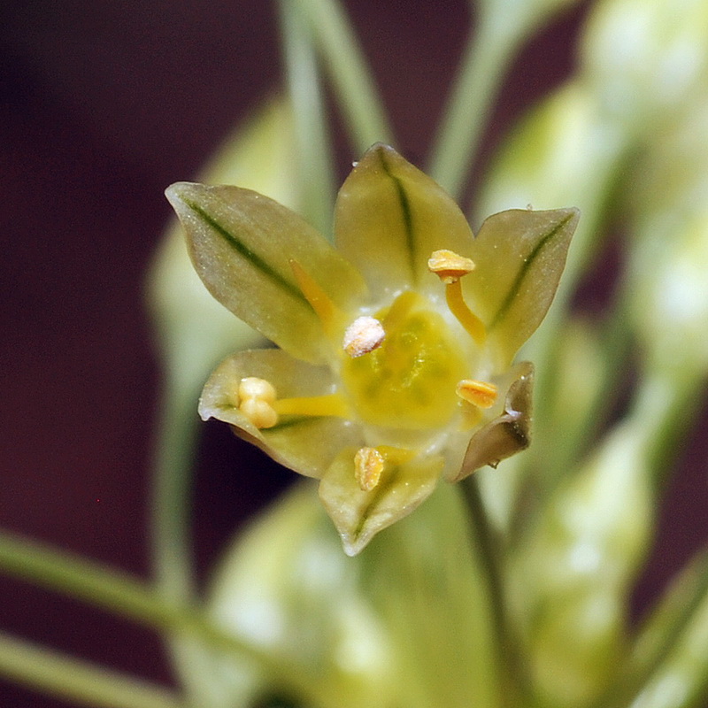 Allium rouryi.14