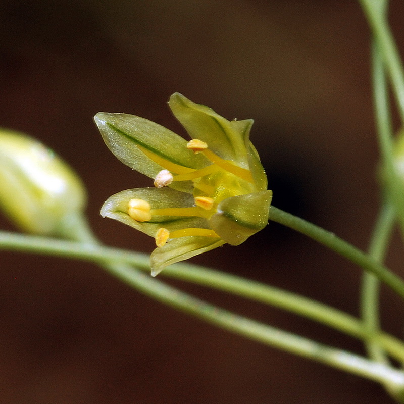 Allium rouryi.15