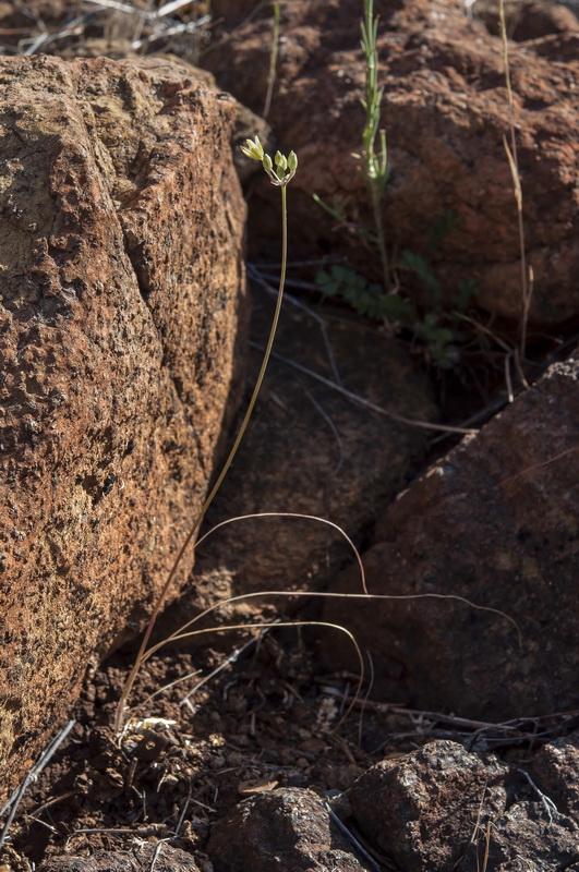 Allium rouryi.19