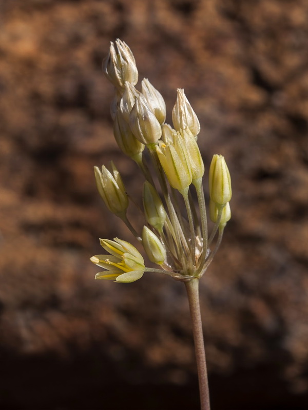 Allium rouryi.20