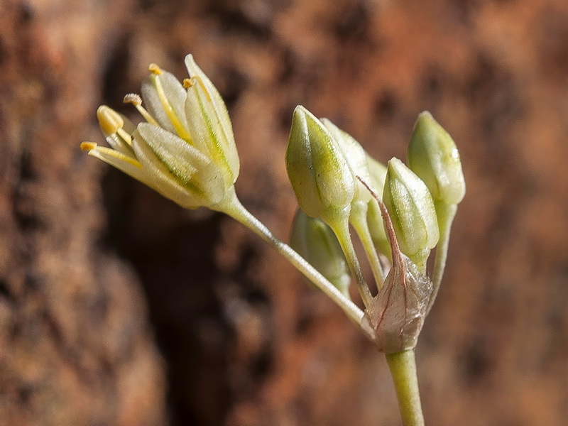 Allium rouryi.21