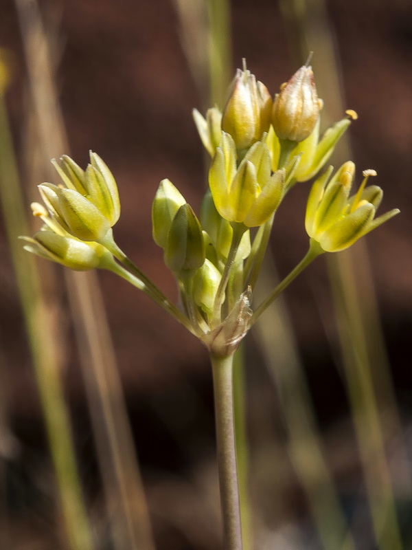 Allium rouryi.22