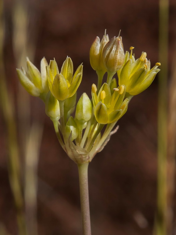 Allium rouryi.23