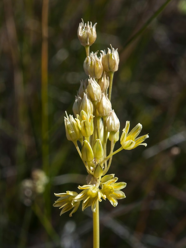 Allium rouryi.24