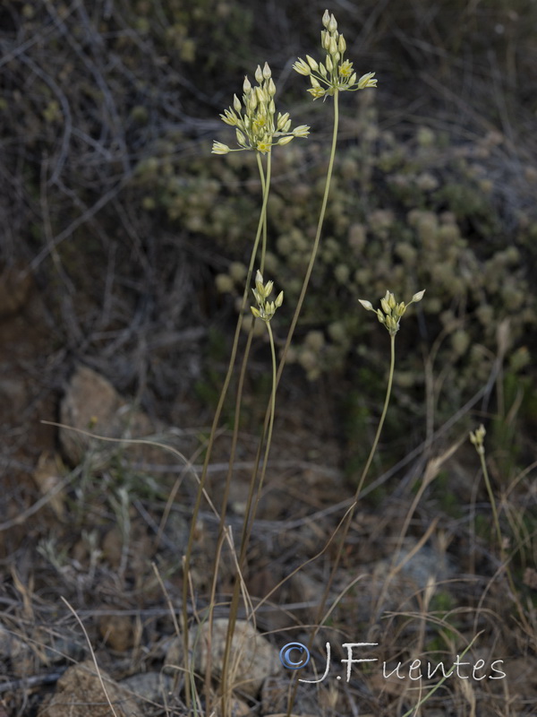 Allium rouryi.25