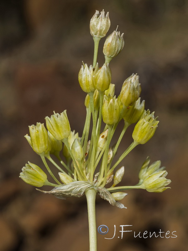 Allium rouryi.28