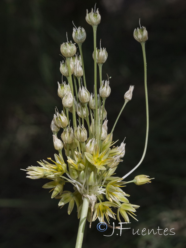 Allium rouryi.31