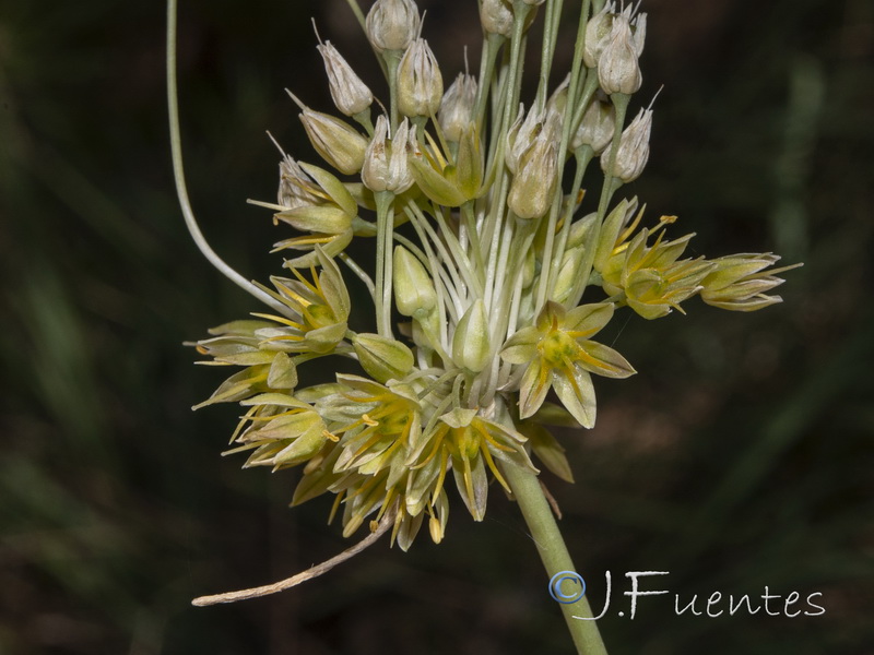 Allium rouryi.32