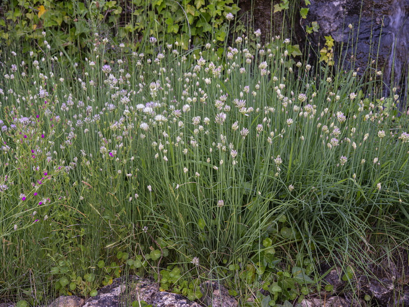 Allium schmitzii.01