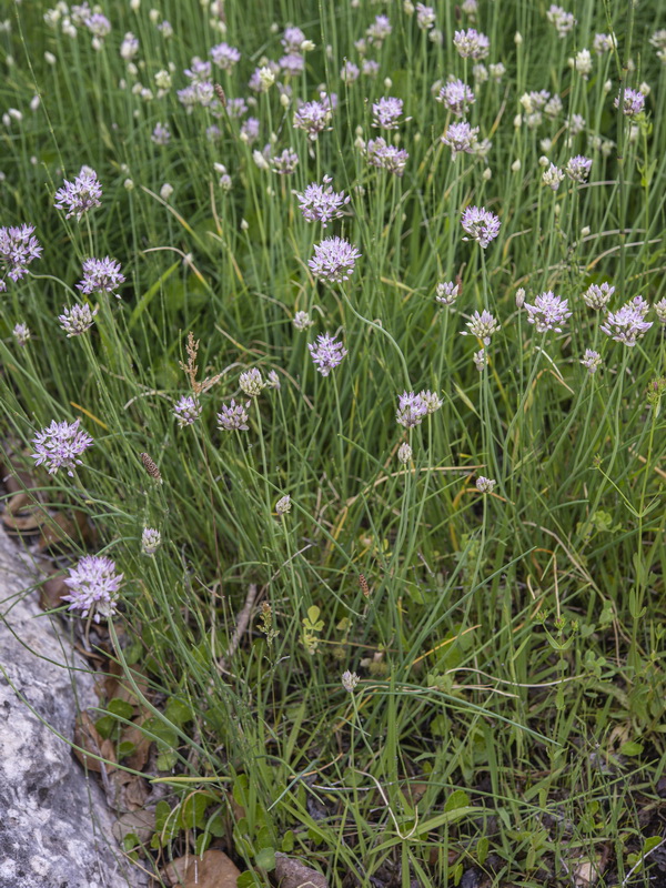 Allium schmitzii.03