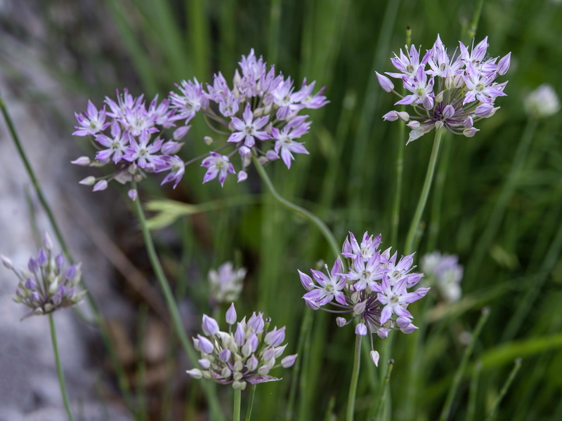 Allium schmitzii.06