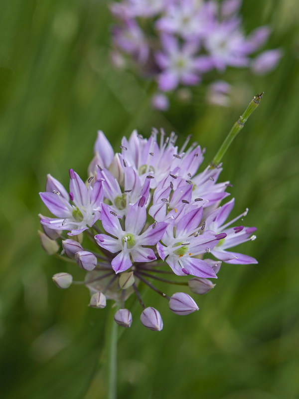 Allium schmitzii.09