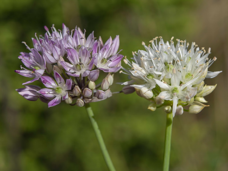 Allium schmitzii.10