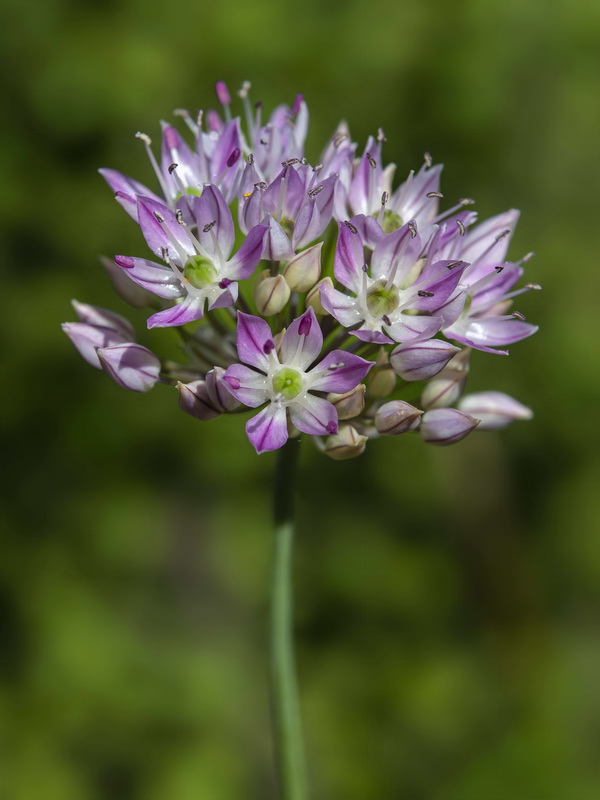 Allium schmitzii.11