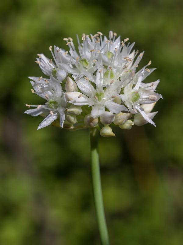 Allium schmitzii.12