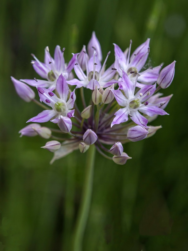 Allium schmitzii.13