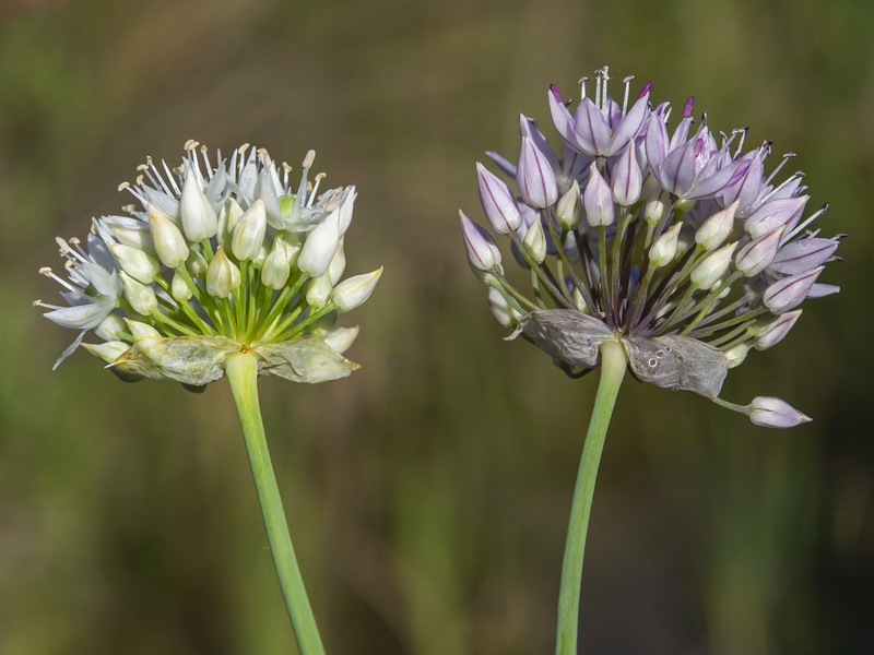 Allium schmitzii.14