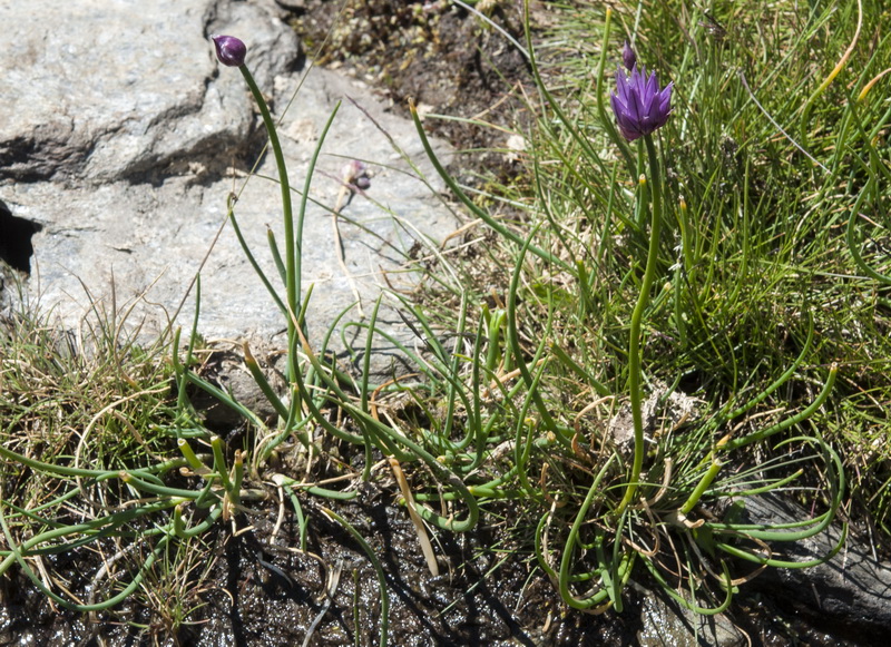 Allium schoenoprasum.02