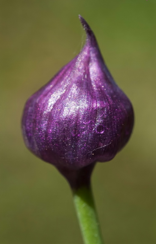 Allium schoenoprasum.05