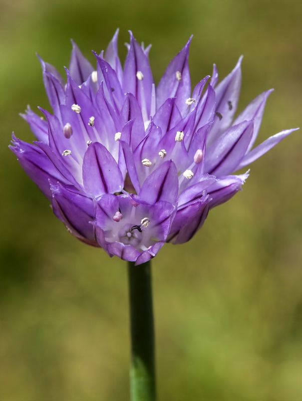 Allium schoenoprasum.06