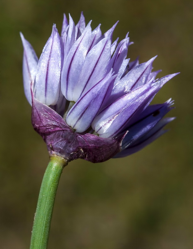 Allium schoenoprasum.07