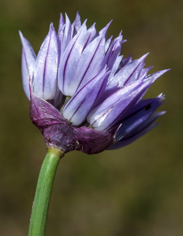 Allium schoenoprasum.07